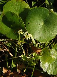 Image result for Hydrocotyle mannii