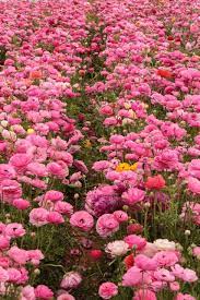 Maybe you would like to learn more about one of these? All The Pretty Flowers September 16 2017 Zsazsa Bellagio Like No Other Blossom Garden Amazing Flowers Beautiful Flowers