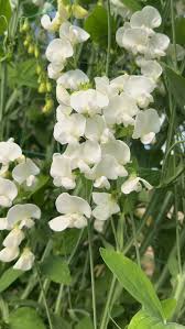 Image result for Lathyrus