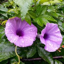 Image result for Ipomoea crassipes