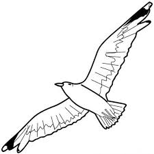 In case you don\'t find what you are. 21 Seagull Coloring Pages Ideas Coloring Pages Seagull Coloring Pictures