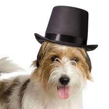 Lillian Rose Top Hat For Dogs Bed Bath Beyond Dog Hat Top Hat Dog Wedding