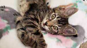 We did not find results for: Are You Prepared For A Pet Emergency Most Americans Are Not