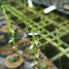 Image result for Habenaria microsaccus