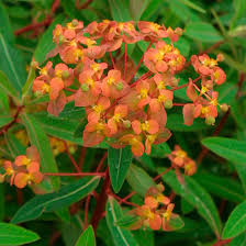 Image result for Euphorbia spissiflora