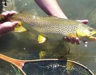 Colorado Trout Identification - Colorado Trout Hunters - Fly ...