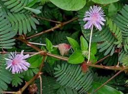 Amazon.com : 100 Mimosa/Sensitive Plant/Touch Me Not - Schrankia Uncinata  Flower SeedsComb S/H : Not Real Flowers : Patio, Lawn & Garden