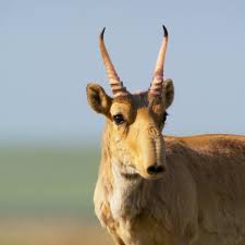 Collection by dolly hartner • last updated 2 weeks ago. Planet Earth Ii Why More Than 200 000 Saiga Antelopes Died In Just Days