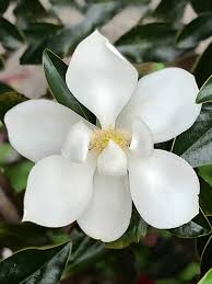 We did not find results for: Magnolia Trees Little Gem Evergreen Magnolia Flowering Trees Plant Me Green