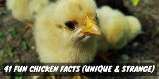 Thanksgiving is another holiday that falls around the same time as. Unique Chicken Trivia 41 Fun Facts About Your Favorite Fowl Sorry Chicken
