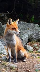 The great collection of animal wallpaper for phone for desktop, laptop and mobiles. 82 Animal Wallpaper Iphone Android Ideas Animal Wallpaper Animals Cute Animals