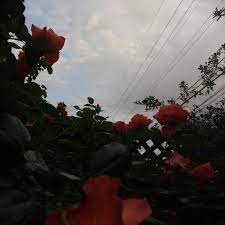 Rose gamerpic / led rose gamerpic page 1 line. Roses Gamerpic Grunge Tumblr Aesthetic Red Redaesthetic Rose This Means You Can Customize Your Xbox Lekisha Dally