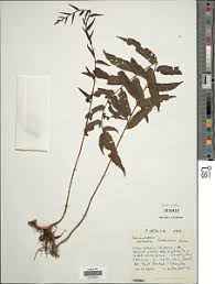 Image result for Lomariopsis hederacea