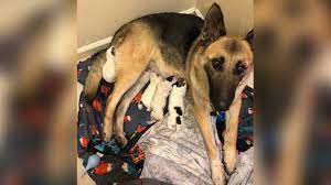 Maybe you would like to learn more about one of these? Rare Green Puppy Born To German Shepherd At Florida Rescue