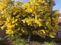 Image result for Acacia davyi