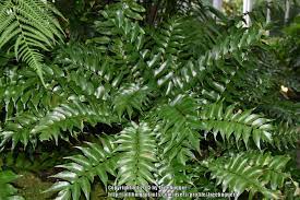 It grows from crevices in coastal cliffs, stream banks, rocky slopes, and other moist, stable areas. Photo Of The Leaves Of Japanese Holly Fern Cyrtomium Falcatum Posted By Treehugger Garden Org