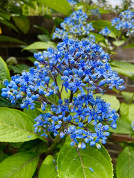 Image result for Rogiera amoena