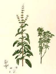 These are present on opposite sites. Ocimum Tenuiflorum Sacred Basil Pfaf Plant Database