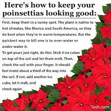 Poinsettia Care Poinsettia Plant Christmas Plants Poinsettia Poinsettia Care
