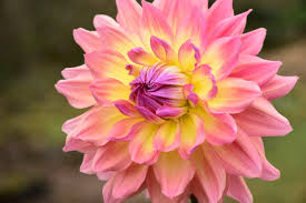 100% grow guarantee · free ship on orders $15+ · sale up to 75% off Bullington Dahlia Garden North Carolina Cooperative Extension