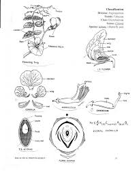 Maybe you would like to learn more about one of these? Taxonomy Biology4isc