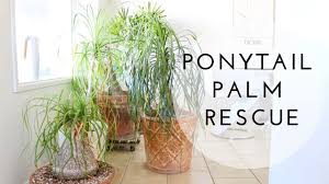 The ponytail palm or beaucarnea recurvata is an elegant, curious and beautiful houseplant. Plant Rescue Save Your Ponytail Palm From Frost Damage Youtube