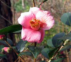 Maybe you would like to learn more about one of these? Camellia Forest Nursery You Should Grow That