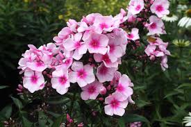 Image result for Phlox paniculata `Bright Eyes`