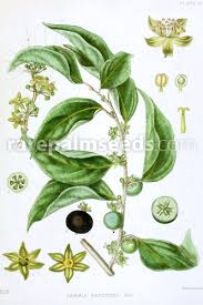 Image result for Dovyalis hispidula