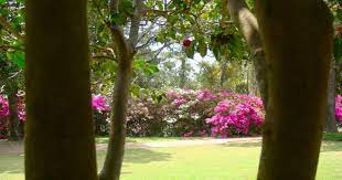Personally, mobile, alabama was a highlight of our trip. 30 Great Flowering Trees For Alabama Gardens Progardentips