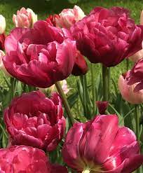 Tulip Margarita Double Early Tulips Tulips Flower Bulb Index Bulb Flowers Tulips Tulips Flowers