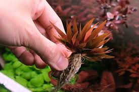 Image result for Xyris