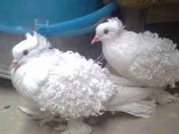 Black And White Pigeon Name The Frillback Pigeon Is A Breed Of Fancy Pigeon Developed Over Many Years Of Selective Breeding 1 Frillbacks Along Pet Birds Beautiful Birds Pretty Birds
