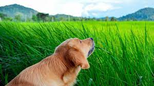 Why Do Dogs Eat Grass Myths Vs Reality For Concerned Dog Owners