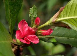 Image result for Stipularia