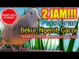 Cara membedakan perkutut jantan dan betina paling akurat. Burung Perkutut Gacor Manggung Pancingan Perkutut Lokal Bangkok Suara Pikat Perkutut Gacor Litetube