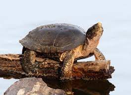 Turtle Faqs What Kind Of Turtle Do I Have More Petmd