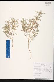 Image result for Indigofera brachynema