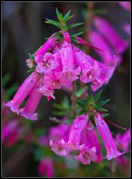 Epacris Impressa Common Heath Unusual Flowers Beautiful Flowers Birth Flowers