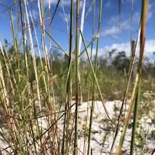 Image result for Mimusops obtusifolia