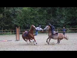 Horse supplies ingested grain is converted to glycogen, which is stored in muscles and elsewhere. Show Jumping Fails And More Youtube