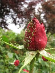 Blattlause Naturlich Bekampfen 10 Hausmittel Und Frische Tipps Blattlause Naturlich Bekampfen Pflanzen Schadlinge Im Garten