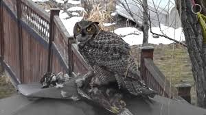 Do owls eat their babies? Quick Answer Why Should The Owl Kill Its Prey Quickly Ecommerce