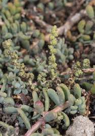 Image result for Suaeda vermiculata