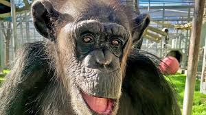 Check spelling or type a new query. Chimpanzee Monkeys Lemurs Perish In Cold At Texas Animal Sanctuary The Weather Channel Articles From The Weather Channel Weather Com