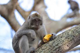 25,043 indonesia animals stock video clips in 4k and hd for creative projects. Monkey See Monkey Do Bali Wild Monkeys Indonesia Wild Animals By Sed Photography Photo Stock Snapwire