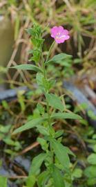 Image result for Epilobium stereophyllum