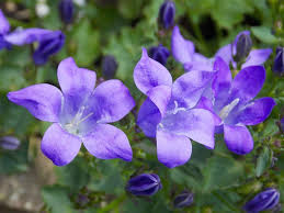10 Best Flowering Shade Plants Hello Farmhouse In 2020 Flowering Shade Plants Shade Garden Plants Shade Plants