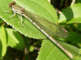 Image result for Barleria boehmii
