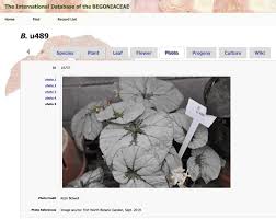 Image result for Begoniaceae
